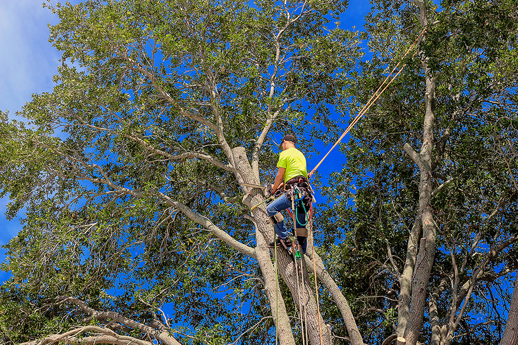 pruning a tree BAY AREA