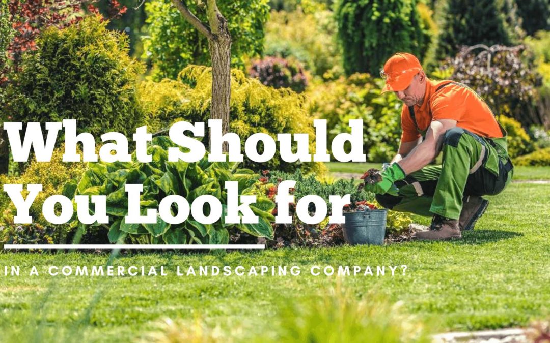 What Should You Look for In a Commercial Landscaping Company?
