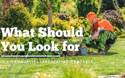 What Should You Look for In a Commercial Landscaping Company