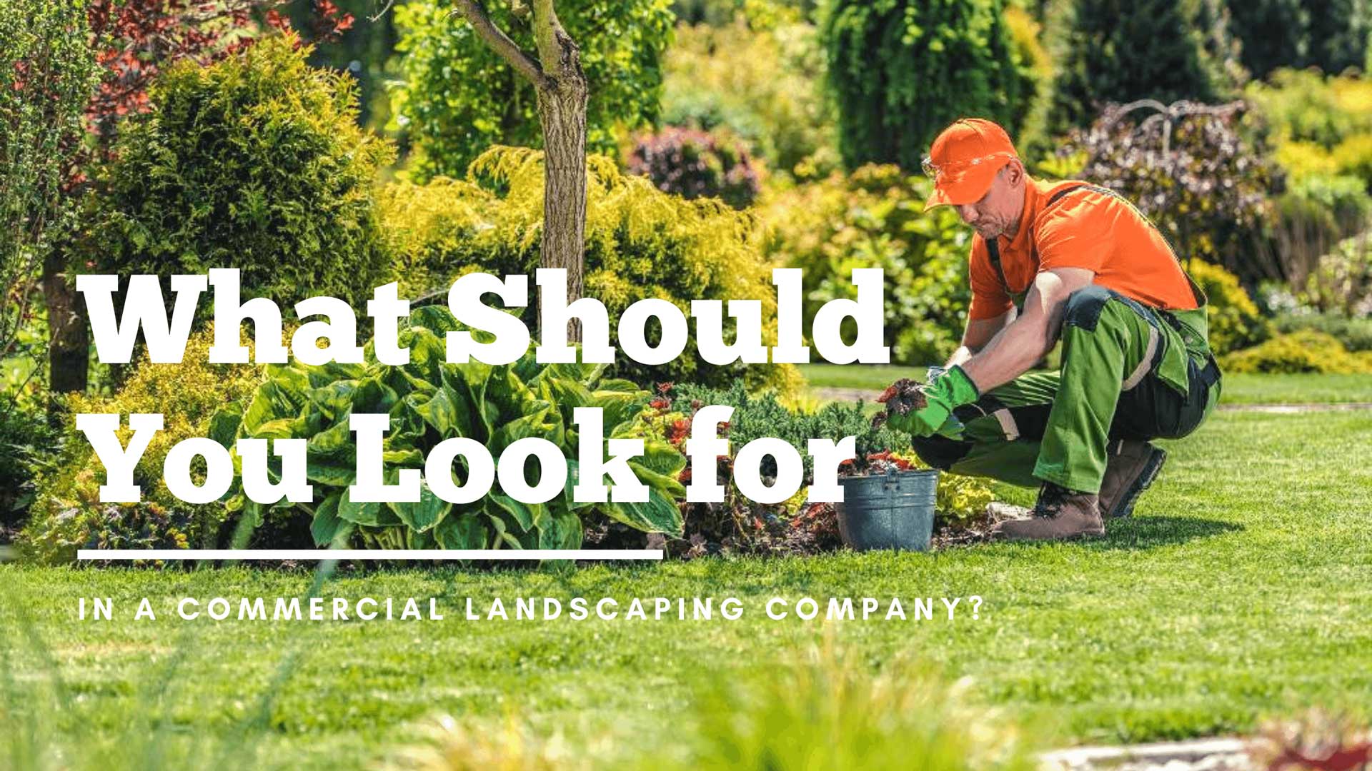 What Should You Look for In a Commercial Landscaping Company?